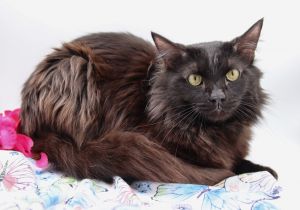 Hewitt 12 - The Amazing Floofini, Adult Male Domestic Short Hair