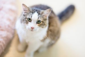 Reggie, Senior Male Domestic Medium Hair