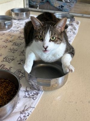 Wall-E, Adult Male Domestic Short Hair