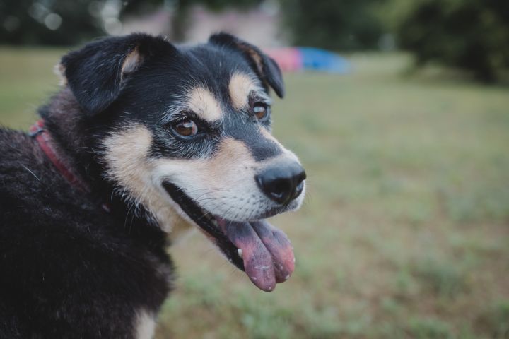 Toby 1