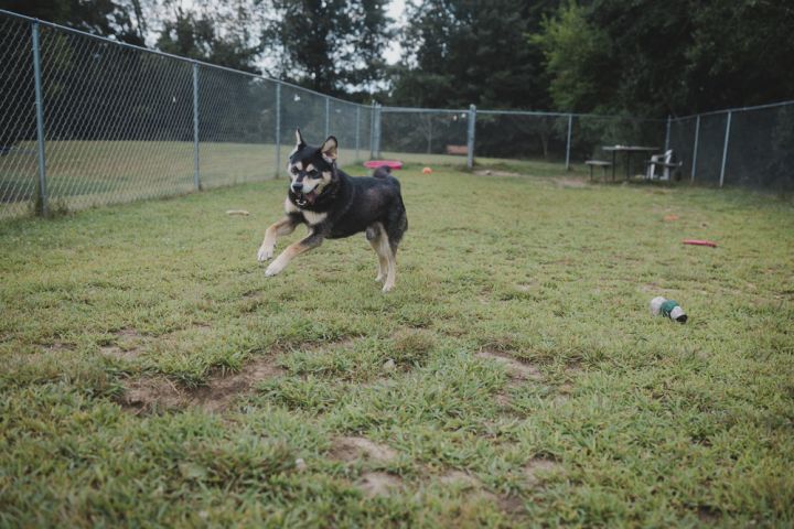 Toby 6