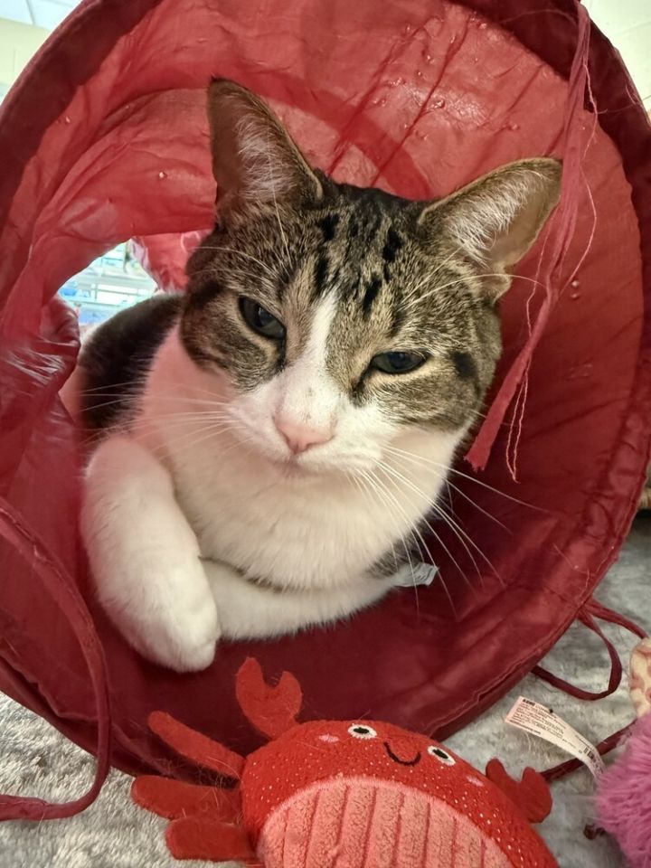 Simba 2