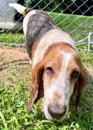 RAELYNN - ADOPTION PENDING!