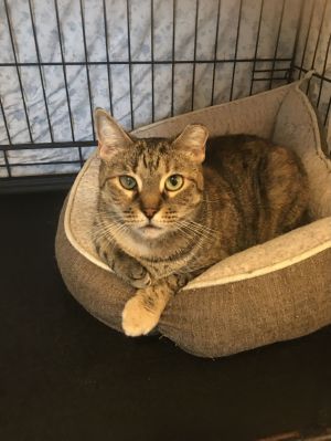 Ella, Adult Female Domestic Short Hair