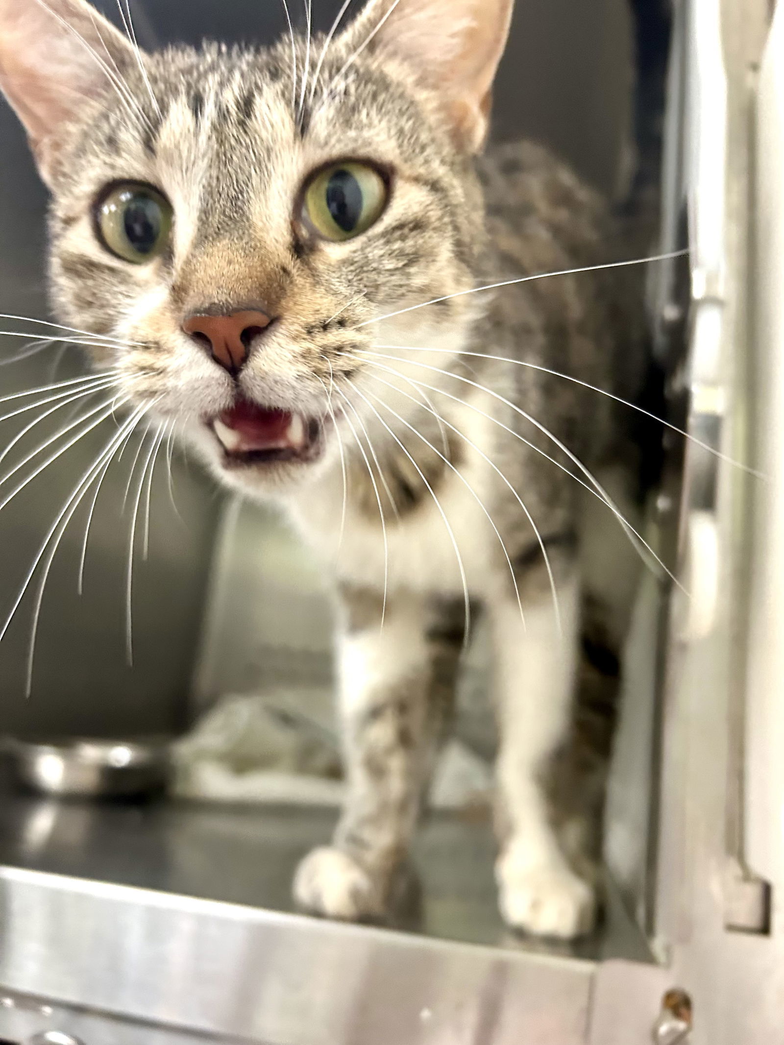For the Love of Ivy 63054, an adoptable Domestic Short Hair, Tabby in Pampa, TX, 79065 | Photo Image 1