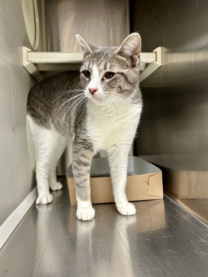 Willow Whiskers 62714 1
