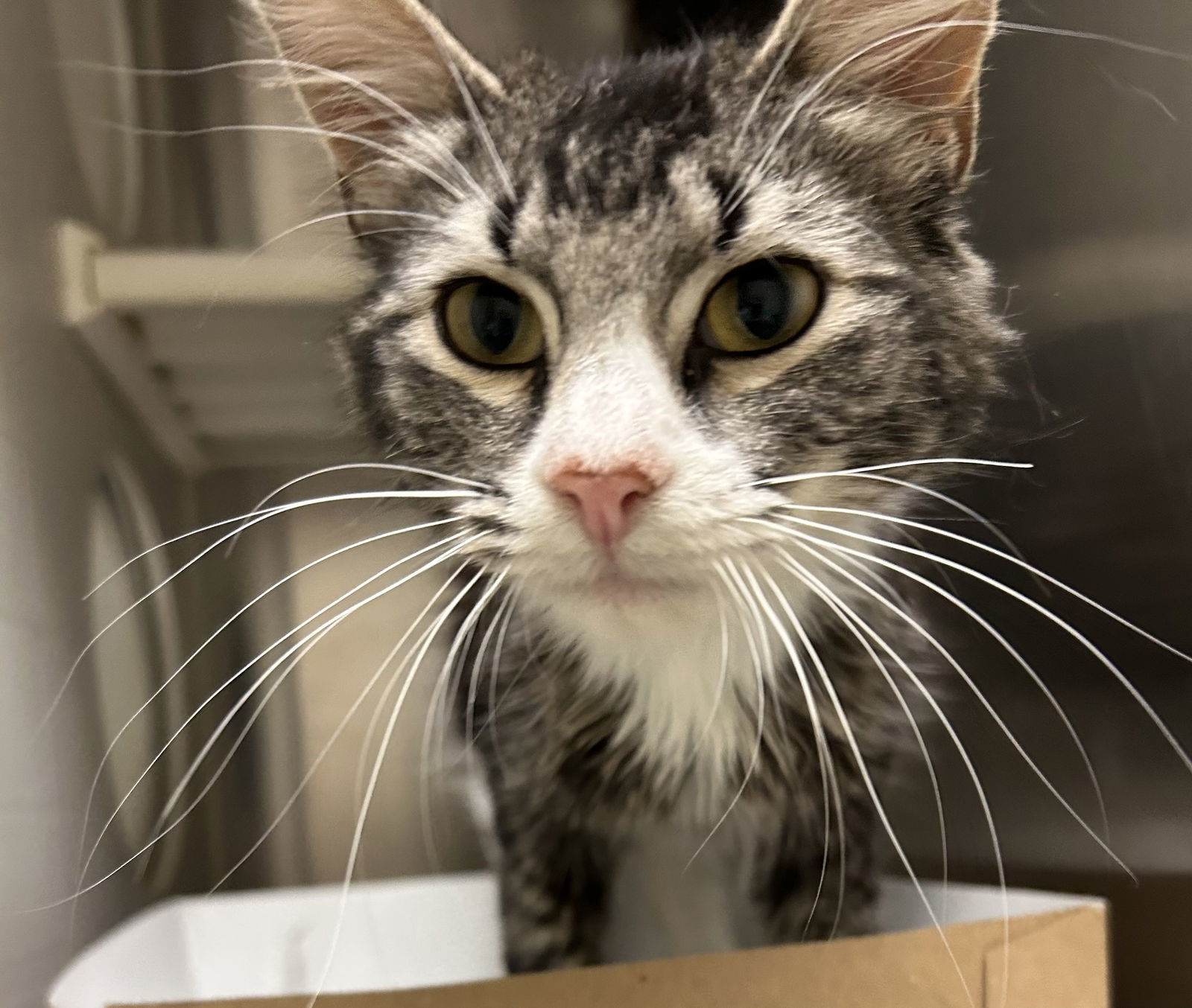 Bristol Red, White and Blue 62900, an adoptable Domestic Medium Hair, Tabby in Pampa, TX, 79065 | Photo Image 1