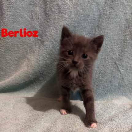 Berlioz 44C25 4