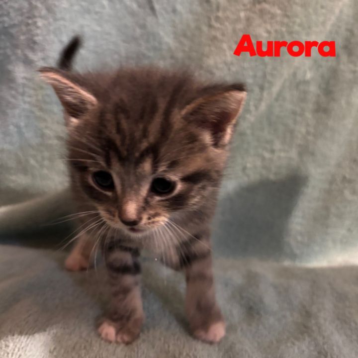 Aurora 43C25 4