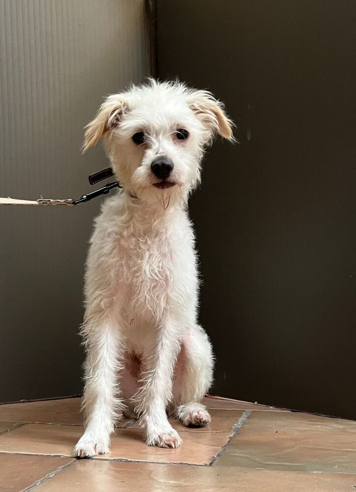 JACKO, an adoptable Terrier in Langley, BC, V2Y 3K1 | Photo Image 2