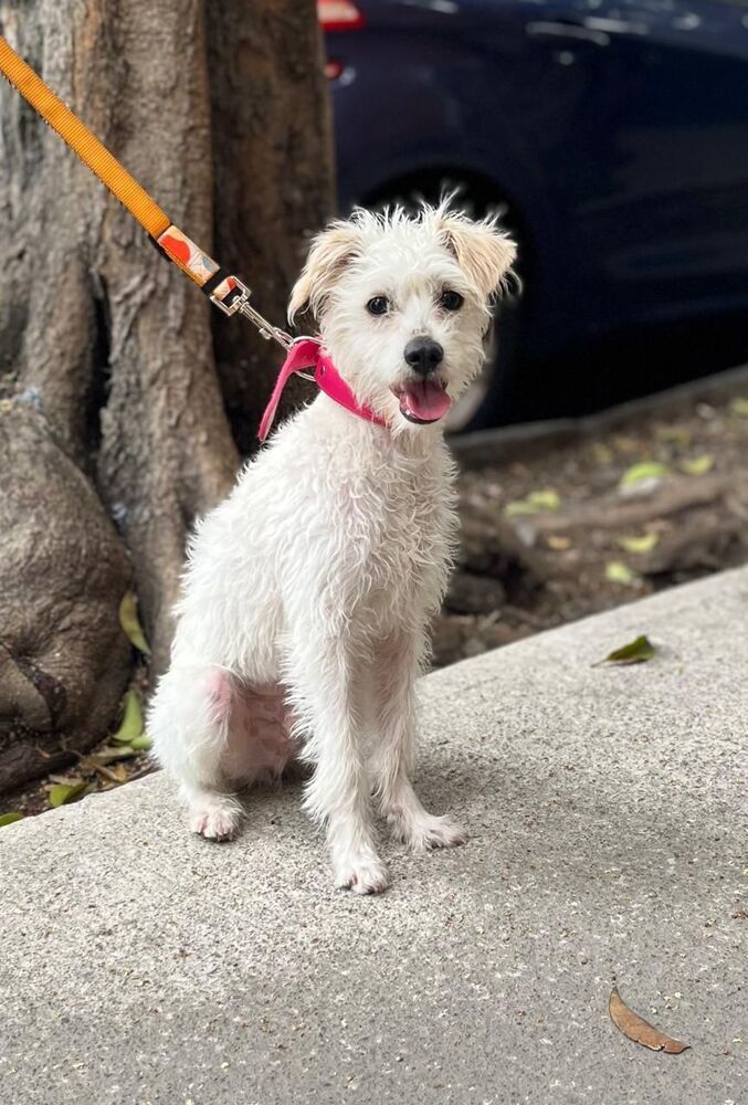 JACKO, an adoptable Terrier in Langley, BC, V2Y 3K1 | Photo Image 3