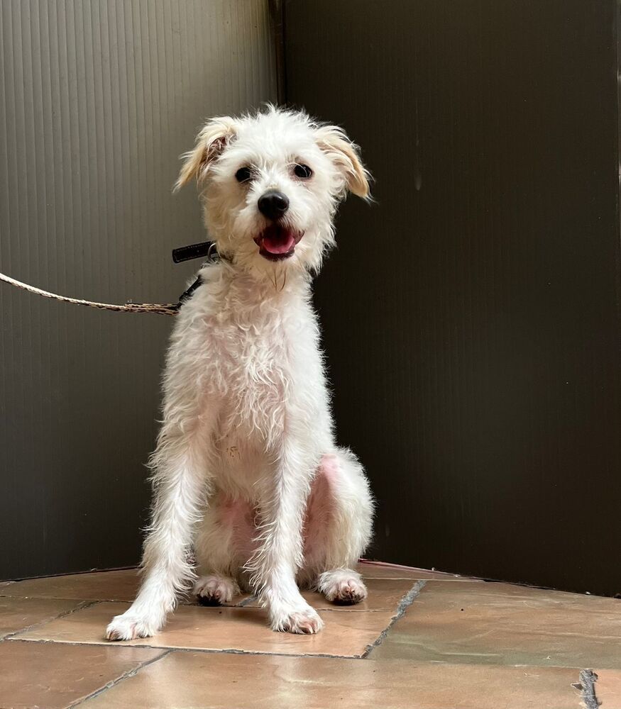 JACKO, an adoptable Terrier in Langley, BC, V2Y 3K1 | Photo Image 4