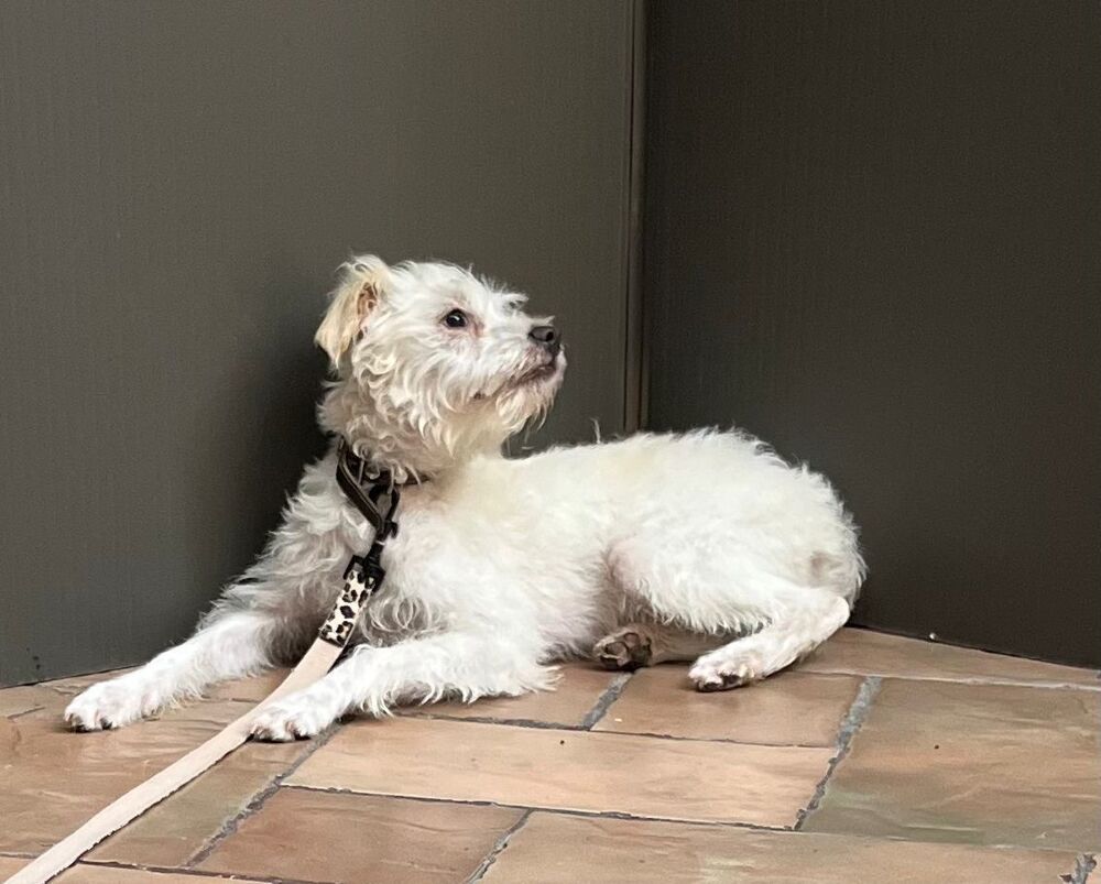 JACKO, an adoptable Terrier in Langley, BC, V2Y 3K1 | Photo Image 5