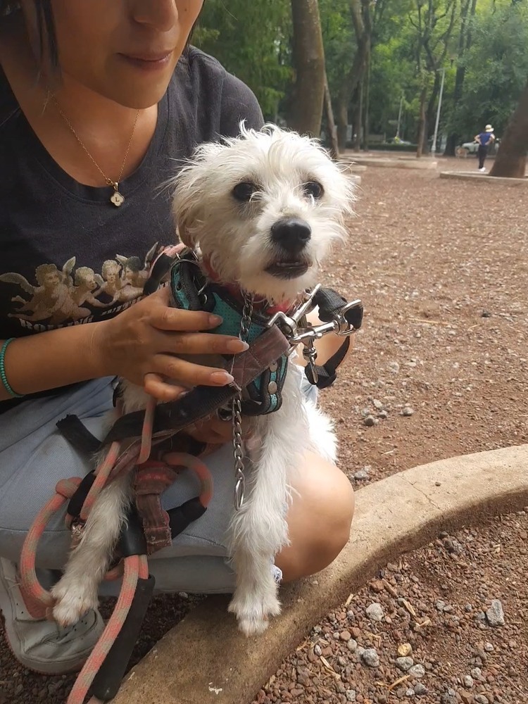 JACKO, an adoptable Terrier in Langley, BC, V2Y 3K1 | Photo Image 6