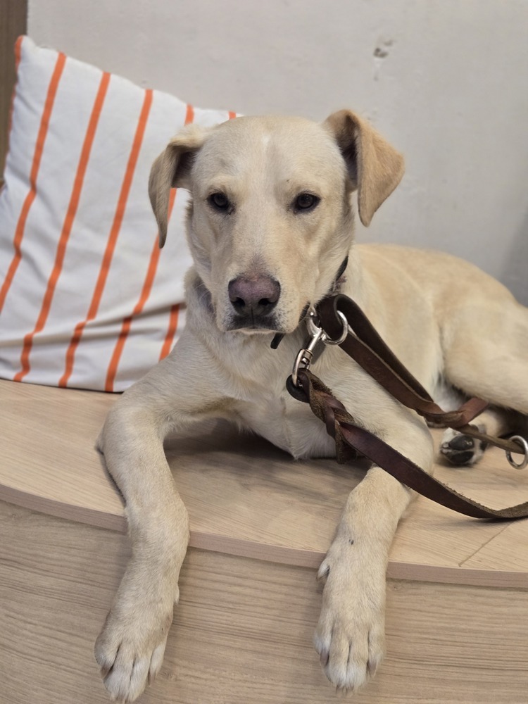 JAGGER, an adoptable Labrador Retriever in Langley, BC, V2Y 3K1 | Photo Image 1