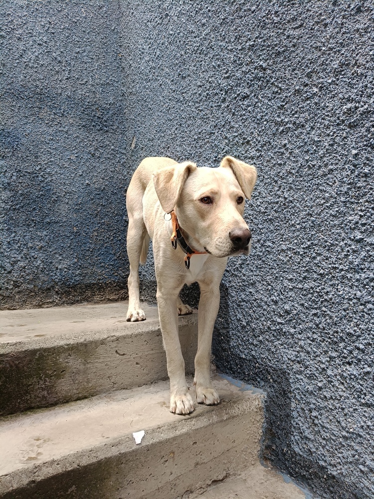 JAGGER, an adoptable Labrador Retriever in Langley, BC, V2Y 3K1 | Photo Image 2
