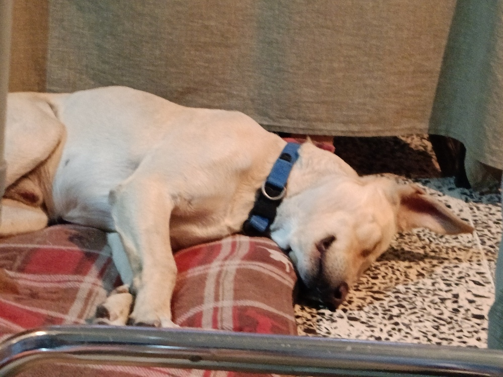 JAGGER, an adoptable Labrador Retriever in Langley, BC, V2Y 3K1 | Photo Image 3