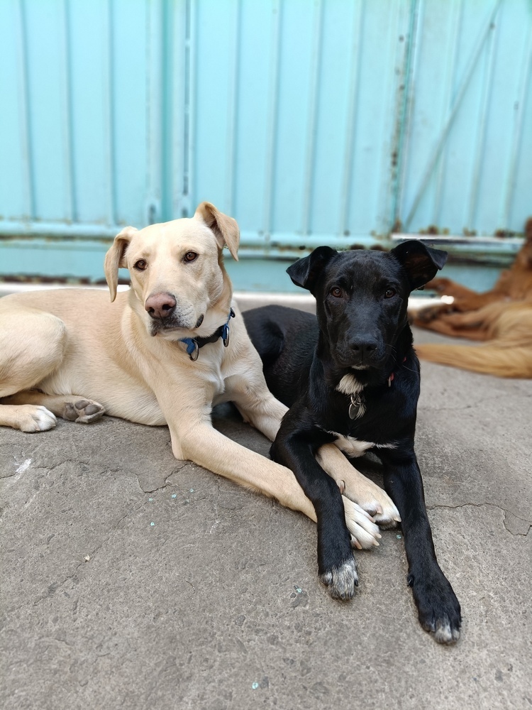 JAGGER, an adoptable Labrador Retriever in Langley, BC, V2Y 3K1 | Photo Image 4