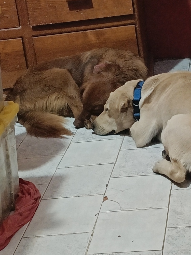 JAGGER, an adoptable Labrador Retriever in Langley, BC, V2Y 3K1 | Photo Image 5