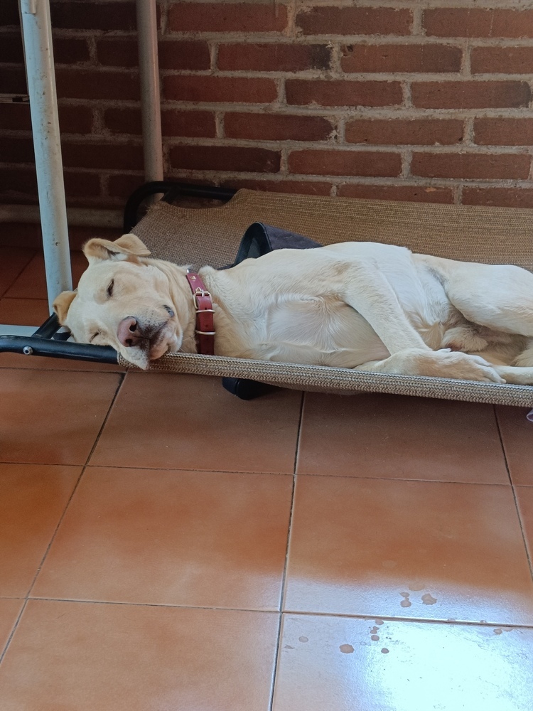 JAGGER, an adoptable Labrador Retriever in Langley, BC, V2Y 3K1 | Photo Image 6