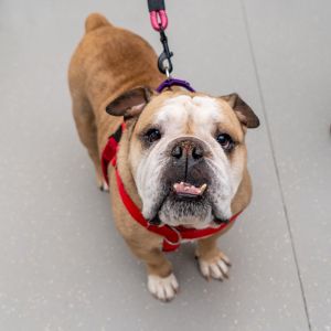 Cardi English Bulldog Dog