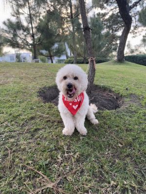 Mike Poodle Dog
