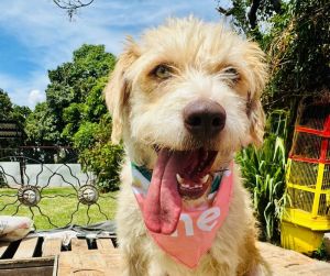 Bean Terrier Dog
