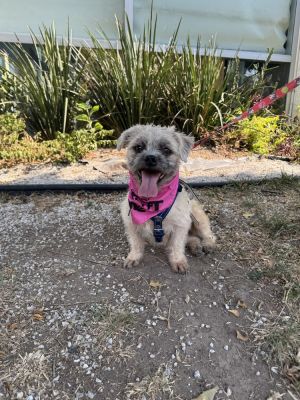 Quick Facts Name Dixie Age 4 years Weight 7 kg  154 lbs Breed Brussels Griffon Spayed Yes Va