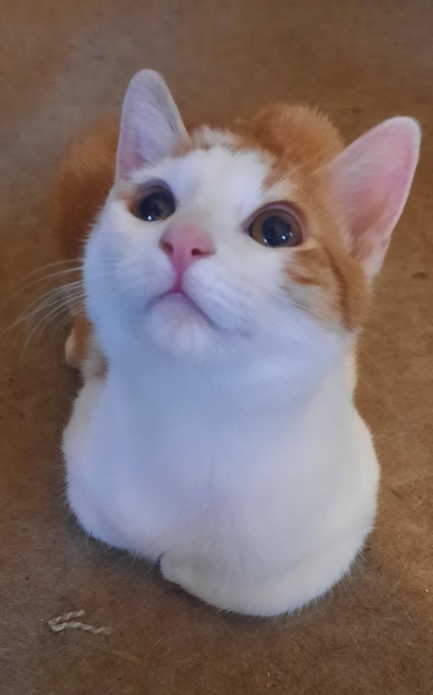 Arlo 1