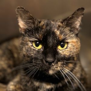 Diana Bedford (sister of Athena Bedford), Adult Female Domestic Short Hair