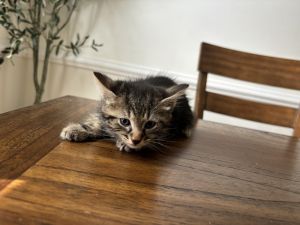 Navar, Baby Female Domestic Short Hair