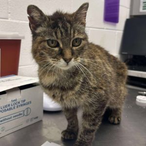 Elsa, Adult Female Domestic Short Hair
