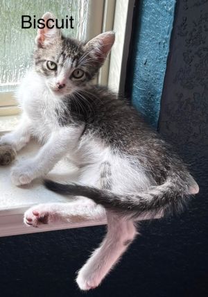 Biscuit, Baby Male Domestic Short Hair