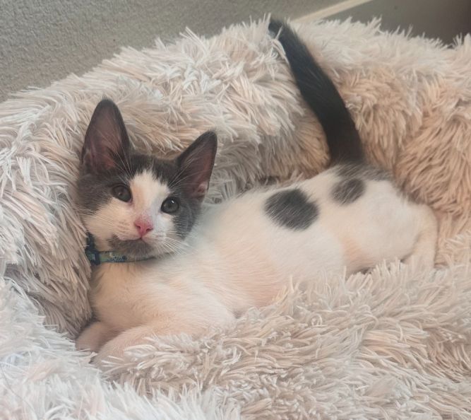 Max