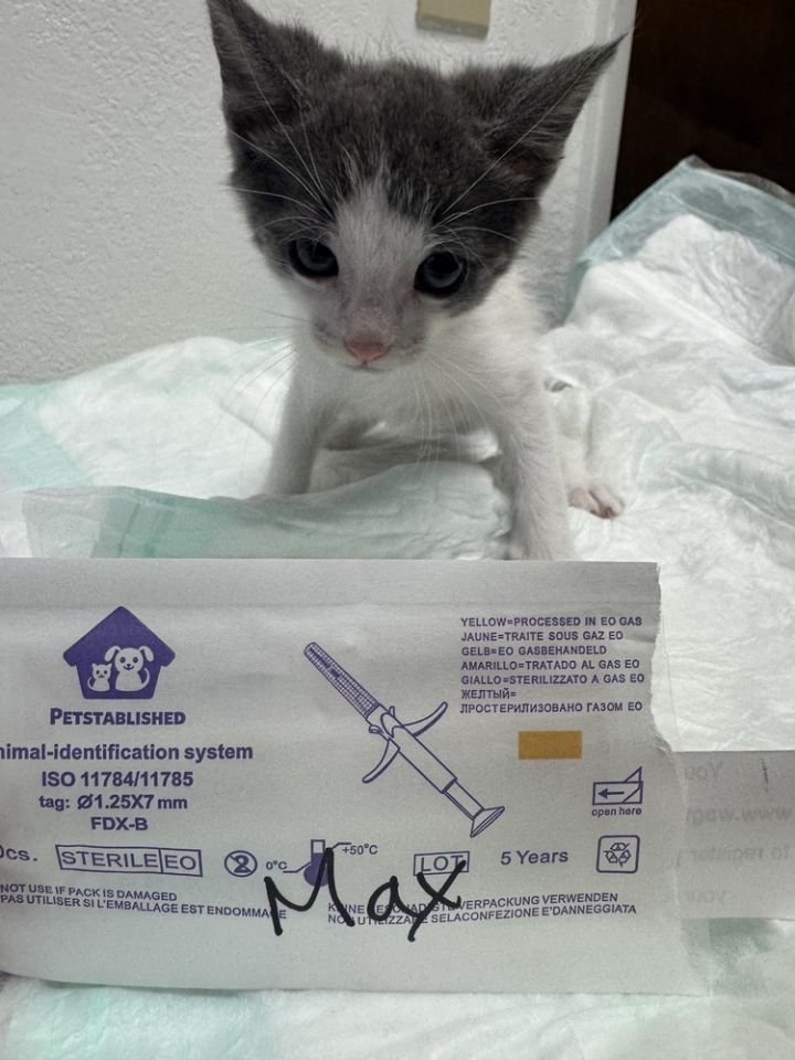 Max 6
