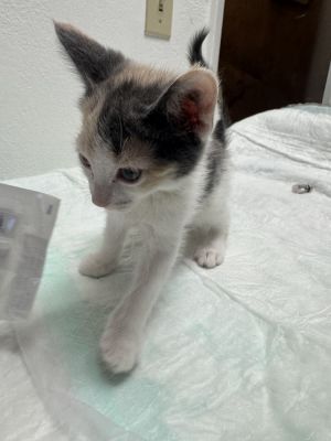 Ginger, Adult Female Domestic Short Hair