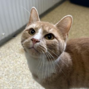 Mochi Domestic Short Hair Cat