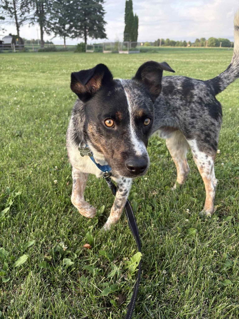 Mateo