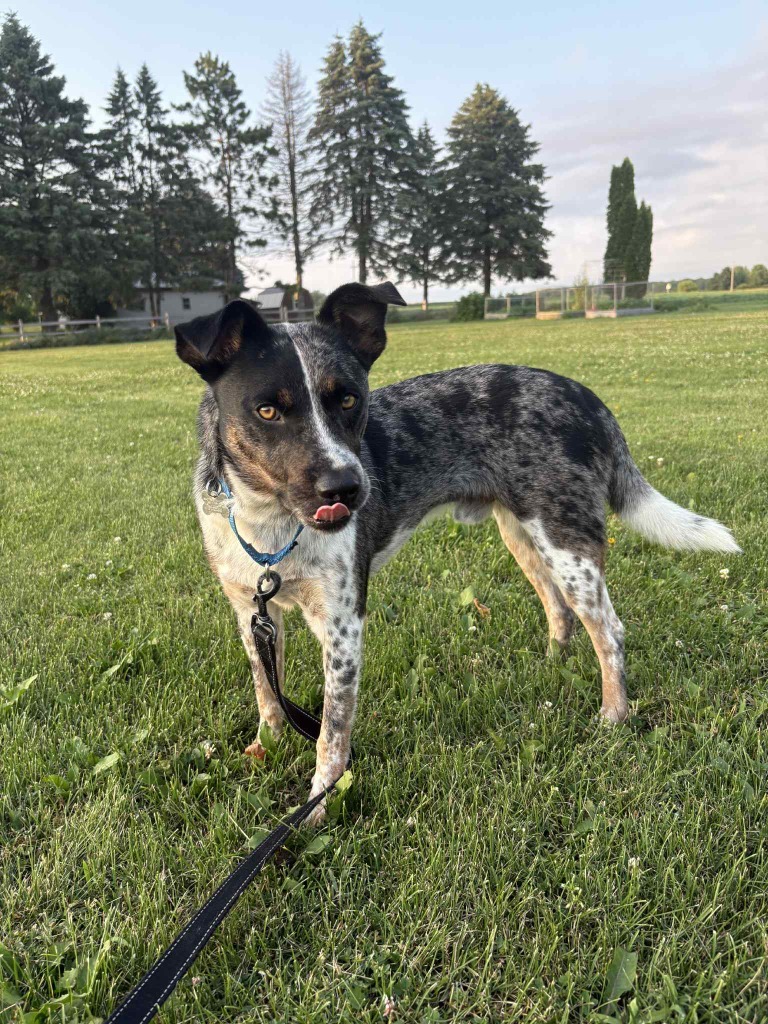 Mateo