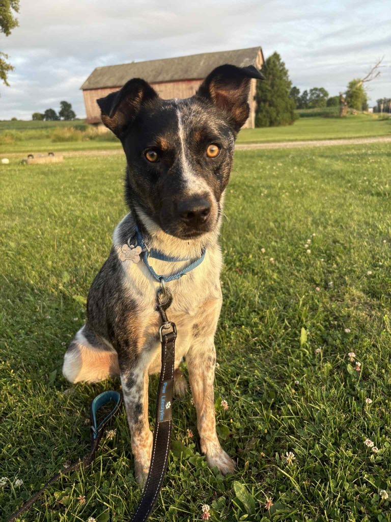Mateo