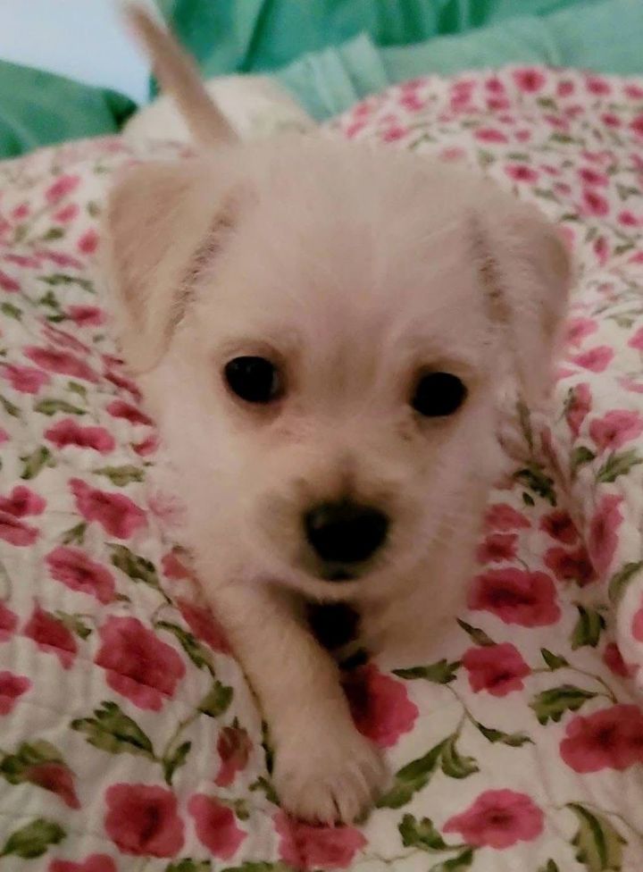 Joey 2