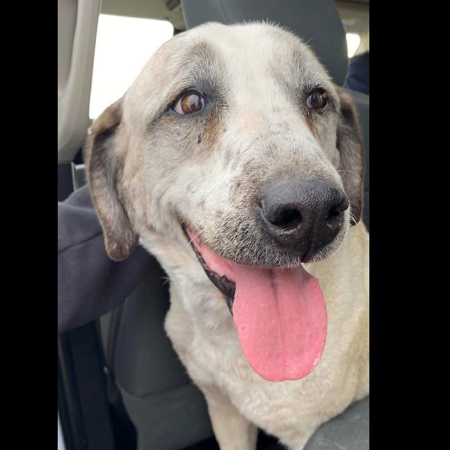 Lady, an adoptable Anatolian Shepherd, Mixed Breed in Dodge City, KS, 67801 | Photo Image 1