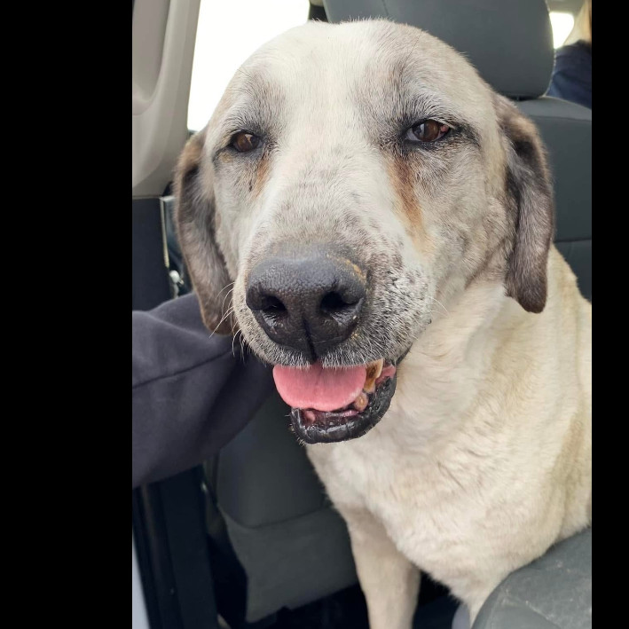 Lady, an adoptable Anatolian Shepherd, Mixed Breed in Dodge City, KS, 67801 | Photo Image 2
