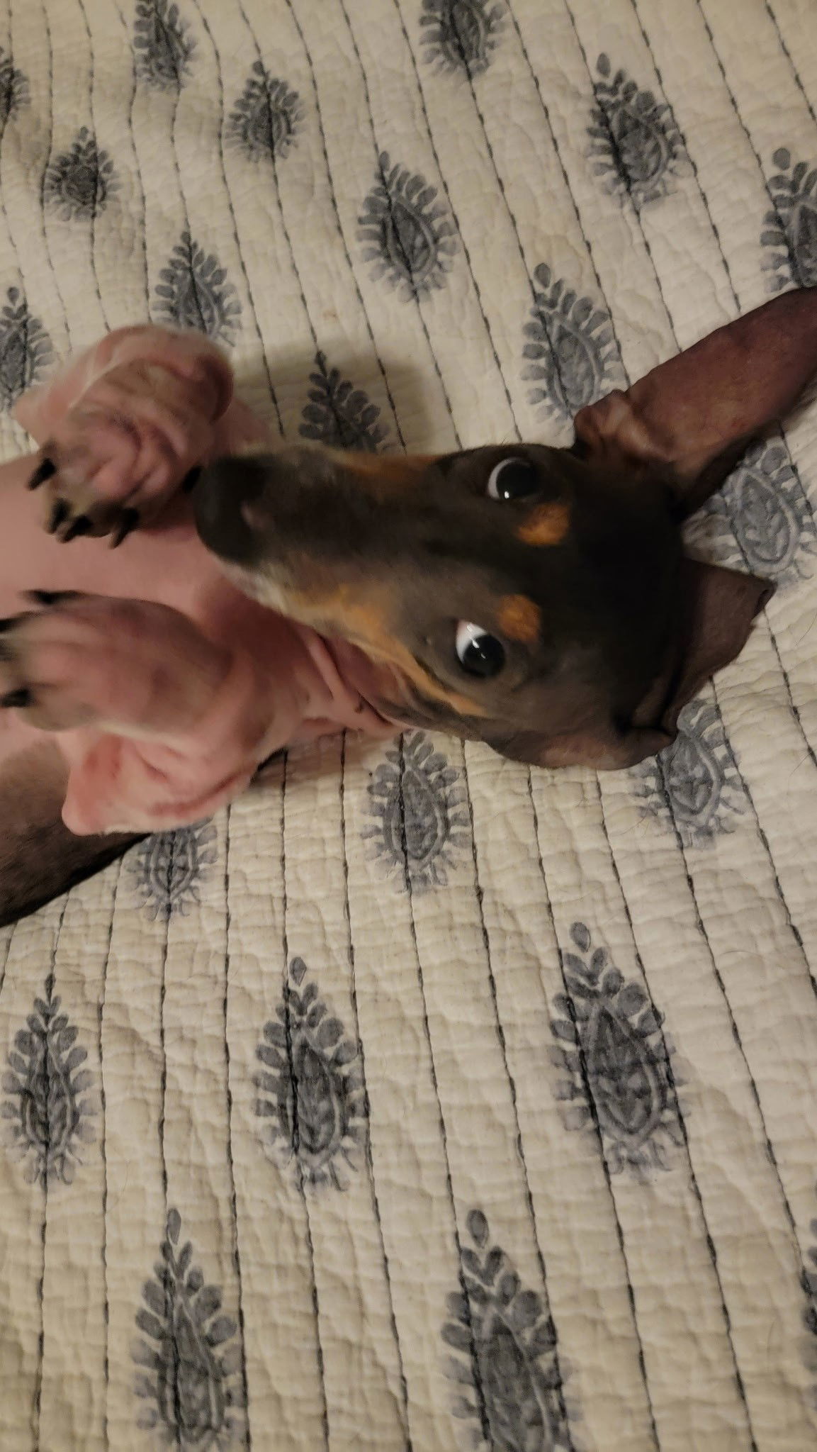 Rosie