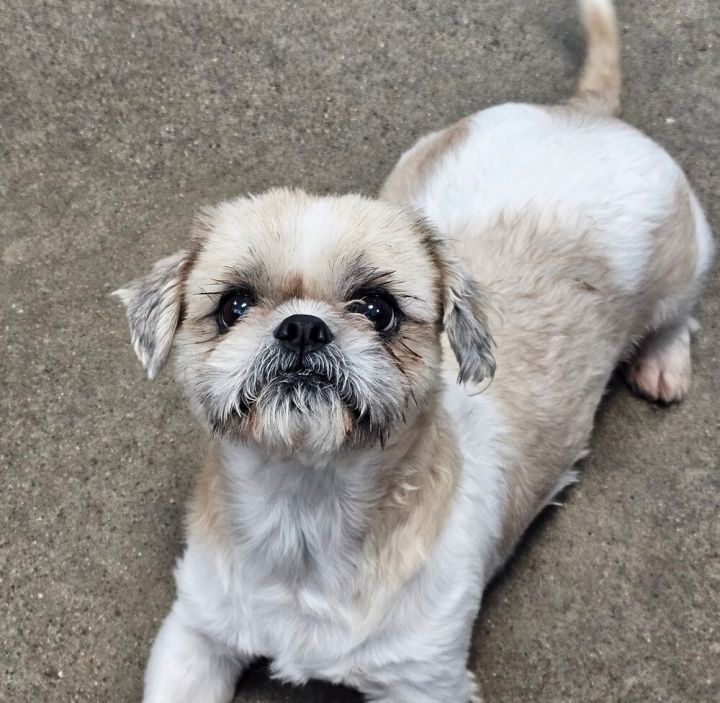 Ewok 1