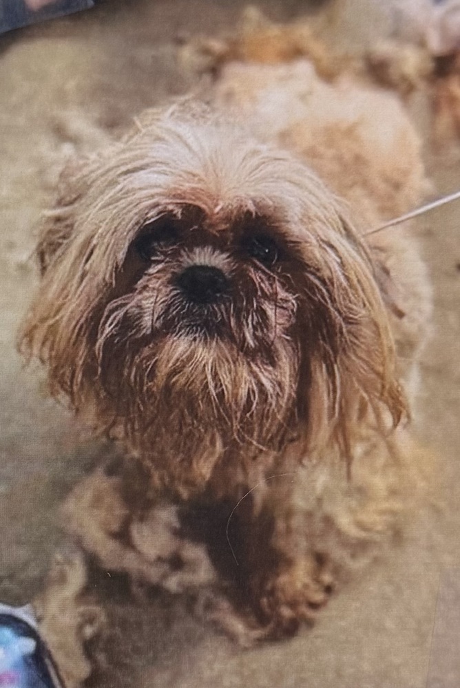 Ewok 2