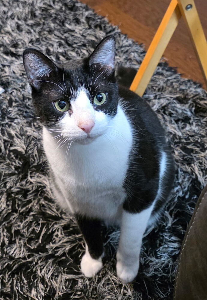 Bugsy/Elliott 9132