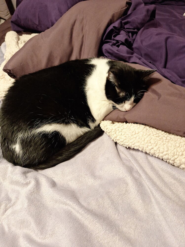 Bugsy/Elliott 9132