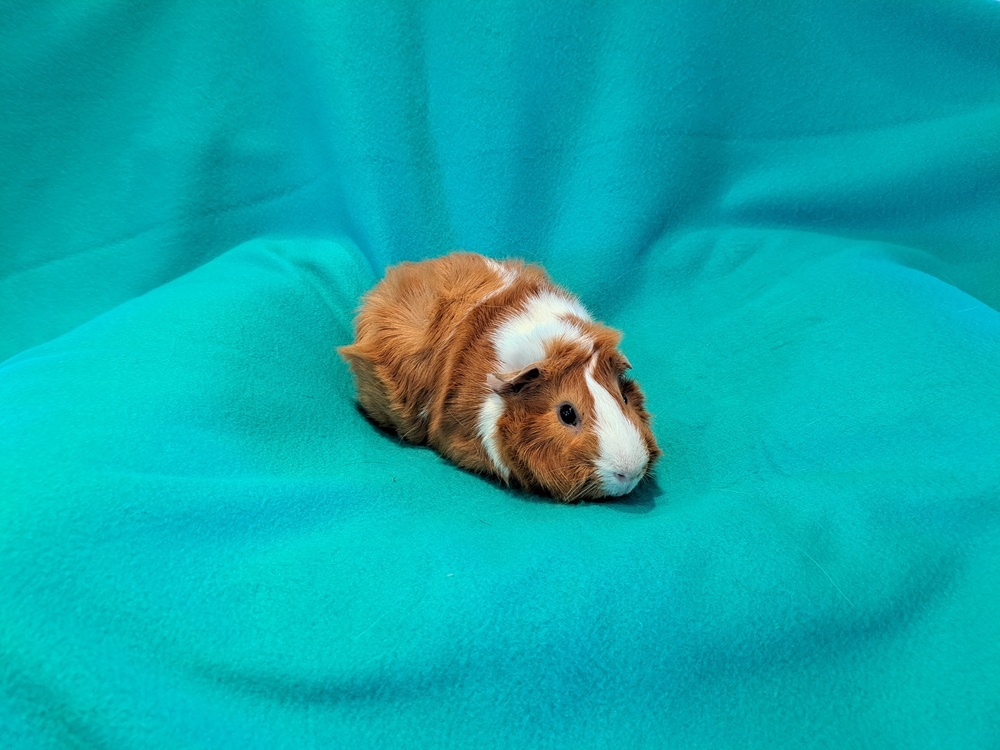 Gus