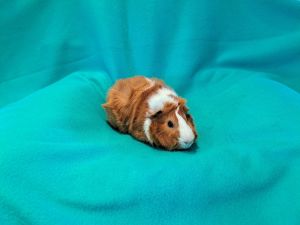 Gus, Adult Male Guinea Pig